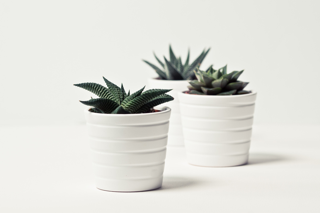 Plants with Pots